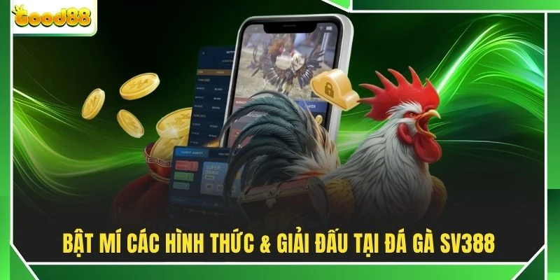 Bật mí các hình thức & giải đấu tại đá gà SV388