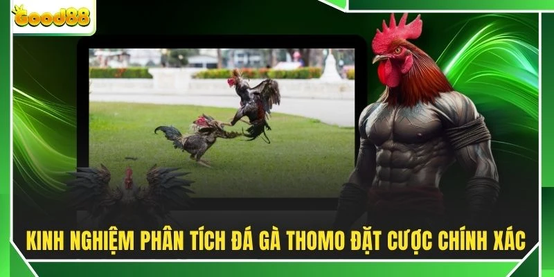 Kinh nghiệm phân tích đá gà Thomo đặt cược chính xác
