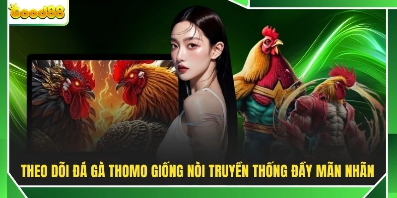 Theo dõi đá gà Thomo giống nòi truyền thống đầy mãn nhãn